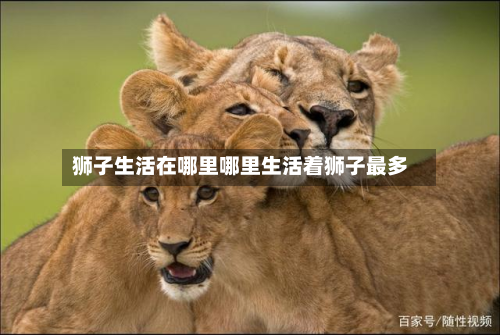 狮子生活在哪里哪里生活着狮子最多